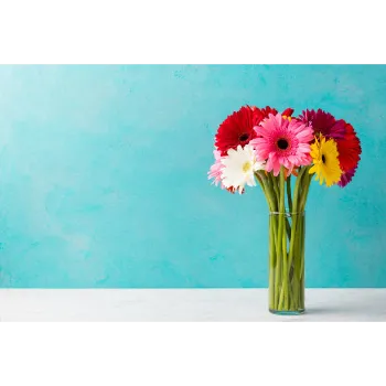Common Gerbera Daisy Plant